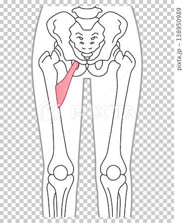 Adductor minimus muscle; adductor muscle group; thigh muscle 138950989