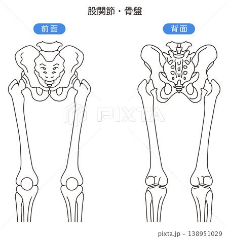 骨盤と股関節 前面 背面 骨盤と股関節 前面 背面 138951029