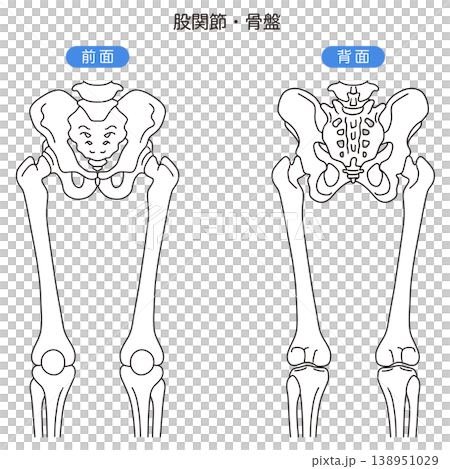 骨盆和髖關節：前視圖、後視圖 138951029