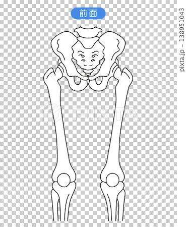Pelvis and hip joint (front view) Pelvis and hip joint (front view) 138951043