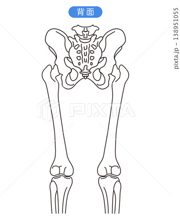 骨盤と股関節　　背面 138951055