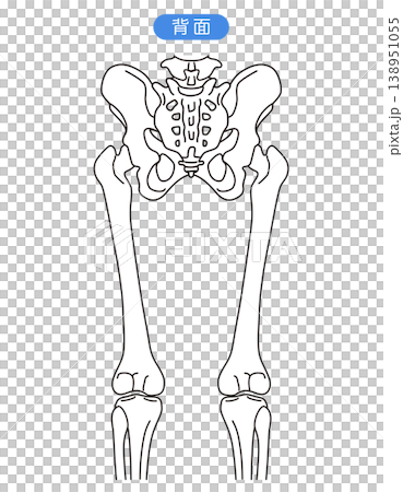 骨盤と股関節　　背面 138951055