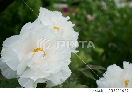 白い牡丹の花4 白い牡丹の花4 138951057