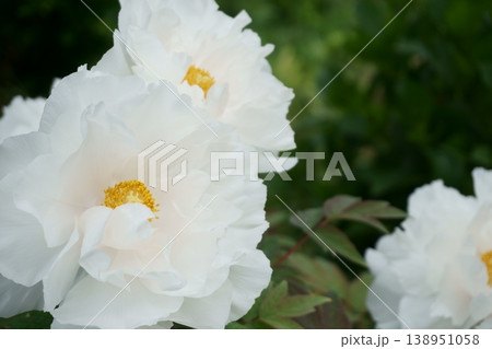 白い牡丹の花3 白い牡丹の花3 138951058