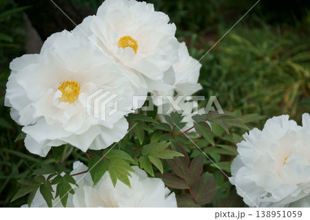 白い牡丹の花2 白い牡丹の花2 138951059