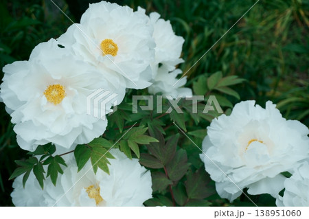 白い牡丹の花1 138951060
