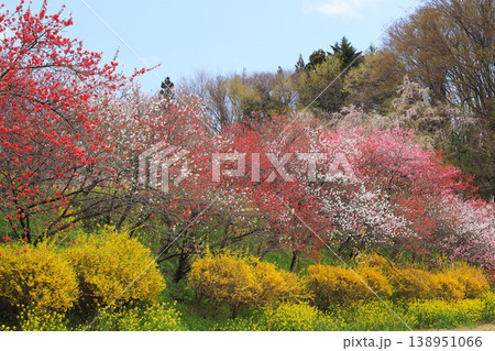 花桃と菜の花が織りなす春のカラフル風景 郡山市さくら・はなもも回廊 見晴らしの丘 花桃と菜の花が織りなす春のカラフル風景 郡山市さくら・はなもも回廊 見晴らしの丘 138951066