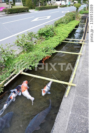 薩摩の小京都 日本遺産 知覧の庭園 清流溝 薩摩の小京都 日本遺産 知覧の庭園 清流溝 138951089