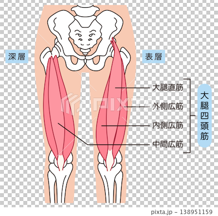 大腿肌肉:股四頭肌 大腿肌肉:股四頭肌 138951159