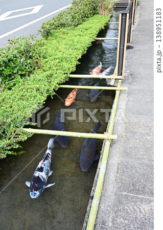 薩摩の小京都　日本遺産　知覧の庭園　清流溝 138951183