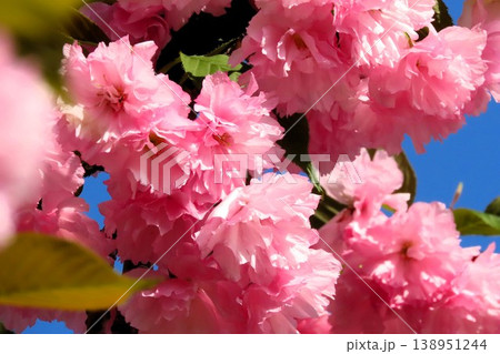 春の木の花:満開の八重桜:やえざくら&あおぞら:天の川の土手の公園 春の木の花:満開の八重桜:やえざくら&あおぞら:天の川の土手の公園 138951244