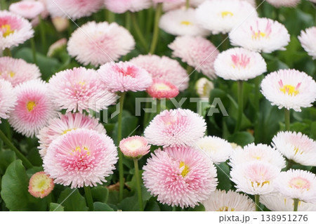 春の花 ピンクの雛菊 春の花 ピンクの雛菊 138951276