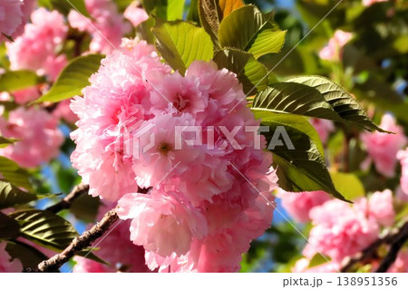 春の木の花:満開の八重桜:やえざくら&あおぞら:天の川の土手の公園 春の木の花:満開の八重桜:やえざくら&あおぞら:天の川の土手の公園 138951356