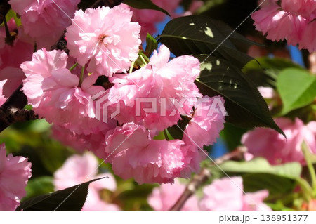 春の木の花:満開の八重桜:やえざくら&あおぞら:天の川の土手の公 春の木の花:満開の八重桜:やえざくら&あおぞら:天の川の土手の公 138951377