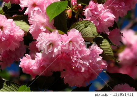 春の木の花:満開の八重桜:やえざくら&あおぞら:天の川の土手の公園 春の木の花:満開の八重桜:やえざくら&あおぞら:天の川の土手の公園 138951411
