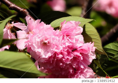 春の木の花：満開の八重桜：やえざくら＆あおぞら：天の川の土手の公園 138951412