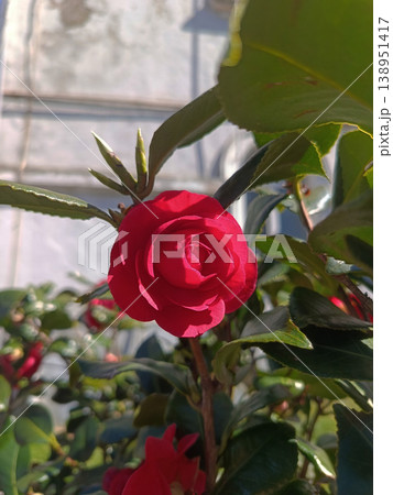 Bright red camellia flower in bloom with glossy green leaves in garden sunlight, close-up botanical photo capturing delicate petals, natural beauty and springtime atmosphere 138951417