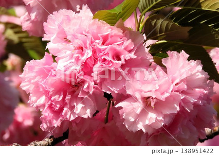 春の木の花:満開の八重桜:やえざくら&あおぞら:天の川の土手の公園 春の木の花:満開の八重桜:やえざくら&あおぞら:天の川の土手の公園 138951422