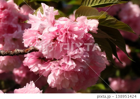 春の木の花：満開の八重桜：やえざくら＆あおぞら：天の川の土手の公園 138951424