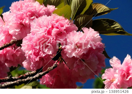 春の木の花:満開の八重桜:やえざくら&あおぞら:天の川の土手の公園 春の木の花:満開の八重桜:やえざくら&あおぞら:天の川の土手の公園 138951426