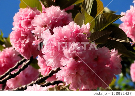 春の木の花：満開の八重桜：やえざくら＆あおぞら：天の川の土手の公園 138951427