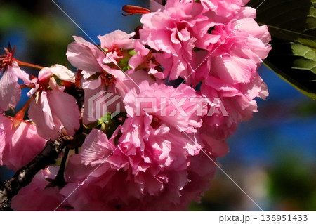 春の木の花:満開の八重桜:やえざくら&あおぞら:天の川の土手の公園 春の木の花:満開の八重桜:やえざくら&あおぞら:天の川の土手の公園 138951433