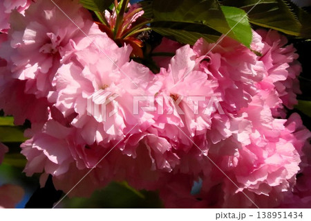 春の木の花:満開の八重桜:やえざくら&あおぞら:天の川の土手の公園 春の木の花:満開の八重桜:やえざくら&あおぞら:天の川の土手の公園 138951434