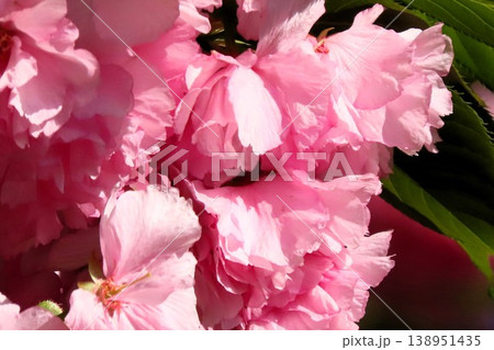 春の木の花:満開の八重桜:やえざくら&あおぞら:天の川の土手の公園 春の木の花:満開の八重桜:やえざくら&あおぞら:天の川の土手の公園 138951435