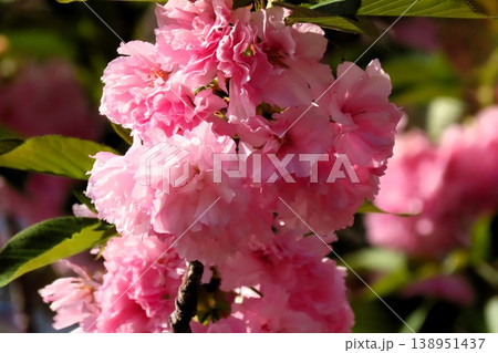 春の木の花：満開の八重桜：やえざくら＆あおぞら：天の川の土手の公園 138951437
