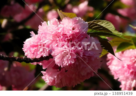 春の木の花:満開の八重桜:やえざくら&あおぞら:天の川の土手の公園 春の木の花:満開の八重桜:やえざくら&あおぞら:天の川の土手の公園 138951439