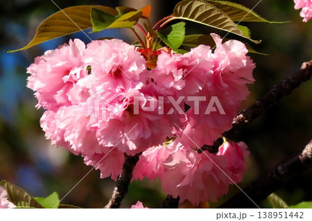 春の木の花:満開の八重桜:やえざくら&あおぞら:天の川の土手の公園 春の木の花:満開の八重桜:やえざくら&あおぞら:天の川の土手の公園 138951442