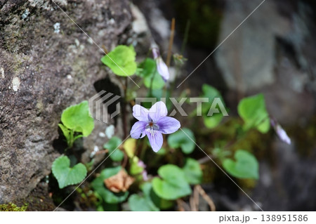 岩場で花を咲かす原種に近いスミレ 岩場で花を咲かす原種に近いスミレ 138951586