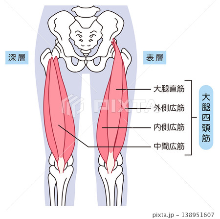 太ももの筋肉　大腿四頭筋 138951607