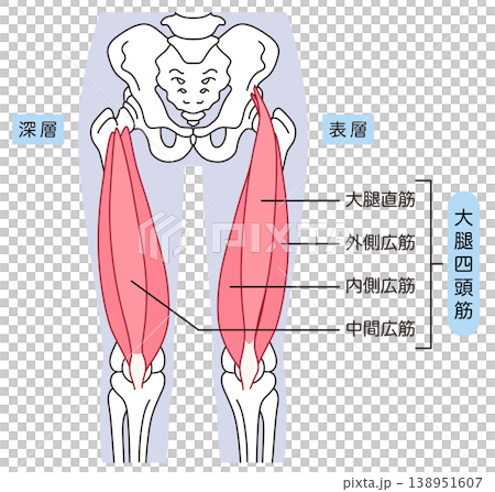 太ももの筋肉　大腿四頭筋 138951607