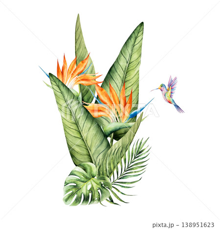 Strelitzia flowers and monstera, palm leaves with Hummingbird. Watercolor hand drawn colorful bird, isolated illustration on transparent background. Perfect for tropical design projects. For designers Strelitzia flowers and monstera, palm leaves with Hummingbird. Watercolor hand drawn colorful bird, isolated illustration on transparent background. Perfect for tropical design projects. For designers 138951623