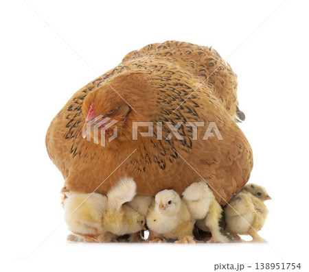 brahma chicken and chicks 138951754