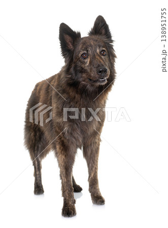 Dutch Long haired shepherd 138951755
