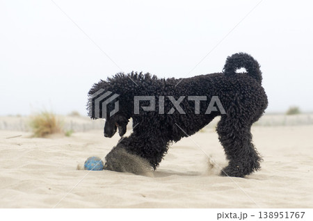 poodle on the beach poodle on the beach 138951767
