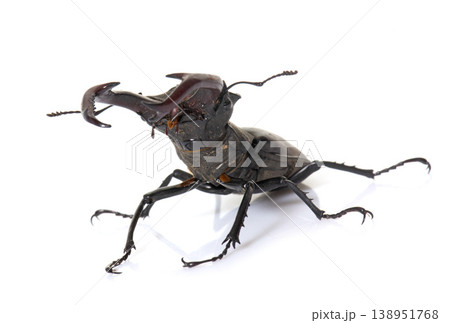 Lucanus cervus in studio Lucanus cervus in studio 138951768