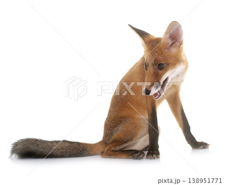 fox in studio fox in studio 138951771