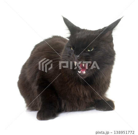angry maine coon cat angry maine coon cat 138951772