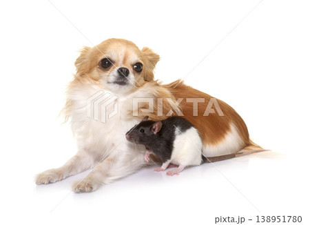 domestic rat and chihuahua 138951780