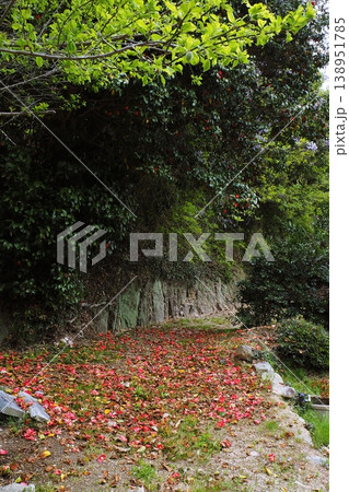 新緑にツバキや藤の花の咲く山裾道 新緑にツバキや藤の花の咲く山裾道 138951785