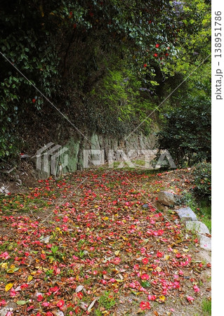 新緑にツバキや藤の花の咲く山裾道 新緑にツバキや藤の花の咲く山裾道 138951786