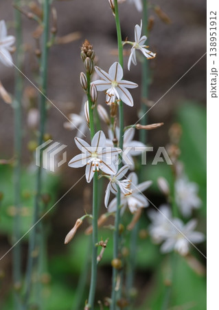 白色に茶色の線がはいった特徴的なハナツルボランの花 白色に茶色の線がはいった特徴的なハナツルボランの花 138951912