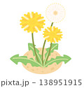 タンポポのイラスト 138951915