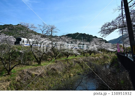 山中渓　紀州街道の宿場　約1000本の見事な桜並木　阪和線山中渓駅 138951932