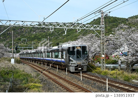 山中渓　紀州街道の宿場　約1000本の見事な桜並木　阪和線山中渓駅 138951937