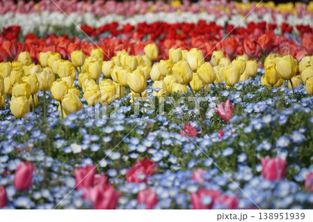 春の花畑に咲く黄色いチューリップとネモフィラ 彩り豊かな春の風景 春の花畑に咲く黄色いチューリップとネモフィラ 彩り豊かな春の風景 138951939