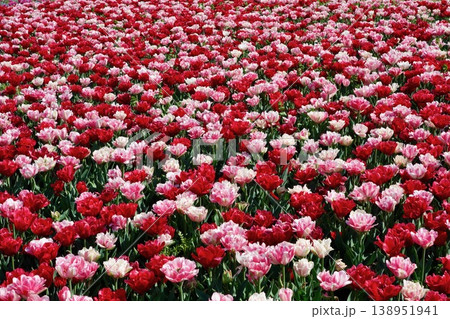 満開に咲き誇る赤とピンクのチューリップの絨毯 花のテクスチャ背景 満開に咲き誇る赤とピンクのチューリップの絨毯 花のテクスチャ背景 138951941